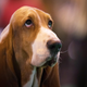 Imagen para el artículo titulado Google demanda a un usuario por estafar a personas mayores prometiéndoles cachorritos